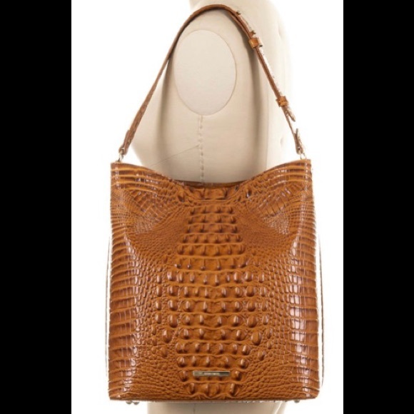 brahmin large amelia